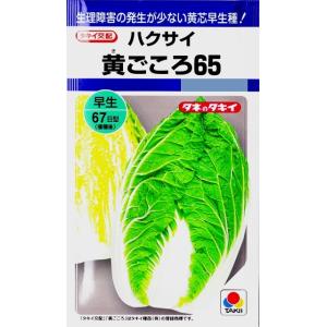 【ハクサイ】黄ごころ65【タキイ種苗】（1ml）野菜種[秋まき]DF