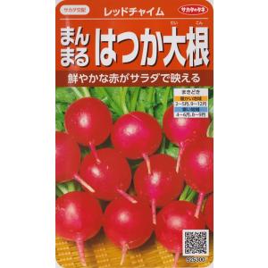 【まんまるはつか大根】レッドチャイム 【サカタ交配】（7ml）サカタのタネ/ハツカダイコン/野菜種[...