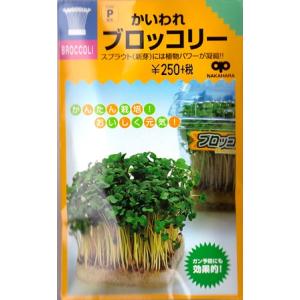 【スプラウト】かいわれブロッコリー【中原採種場】（25ml）野菜種[周年まき]【ブロッコリースプラウ...