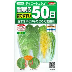 【ミニ白菜】タイニーシュシュ 耐病黄芯育てやすい極早生【サカタ交配】（2.2ml）ハクサイ野菜種/サカタのタネ(922624)