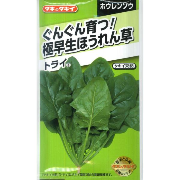 【元気もりもりほうれん草】トライ【タキイ交配】（20ml/約600粒）ホウレンソウ/野菜種[春まき]...