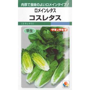 【ロメインレタス】コスレタス【タキイ種苗】（1.8ml）立レタス/野菜種[春まき][秋まき]GF