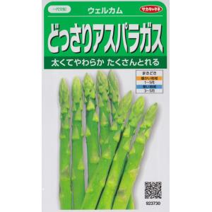 【どっさりアスパラガス】ウェルカム【サカタ一代交配】（0.9ml）野菜種/サカタのタネ[春まき] 923730｜Hana Uta 米沢園芸 Yahoo!店
