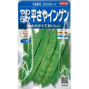 【やわらか平さやインゲン】つるありジャンビーノ【サカタのタネ】（26ml）つるありインゲン/野菜種[春まき] 927079