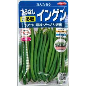 【つるなし超多収インゲン】れんたろう【サカタのタネ】（20ml）野菜種[春まき]927076