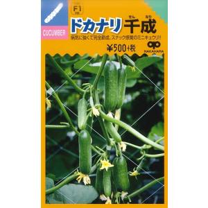 【ミニキュウリ】ドカナリ千成 【中原採種場F1交...の商品画像