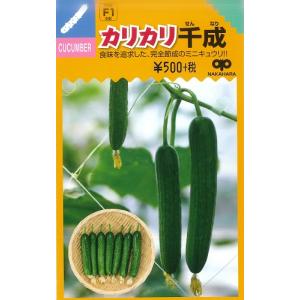 【ミニキュウリ】カリカリ千成 【中原採種場 F1交配】（8粒）野菜種[春まき]