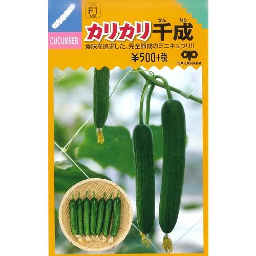 【ミニキュウリ】カリカリ千成 【中原採種場 F1交配】（8粒）野菜種[春まき]