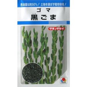 【ごま】黒ごま【タキイ種苗】（12ml）野菜種/黒ゴマの種[春まき]MF