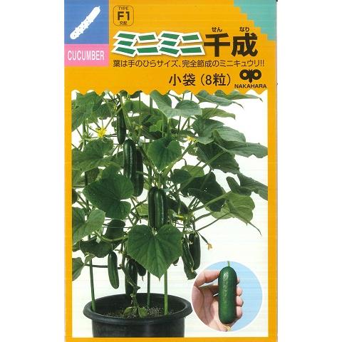 【ミニキュウリ】ミニミニ千成 【中原採種場F1交配】（8粒）野菜種[春まき]