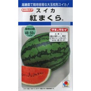 サカタのタネ（サカタノタネ） 【スイカ】紅しずく 【タキイ交配】（8