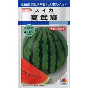 夏武輝(かぶき) （9粒）野菜種/タキイ種苗[春まき]DF