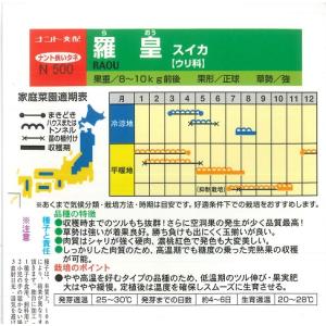 【スイカ】羅皇(ラオウ) 【ナント交配】7粒春...の詳細画像1