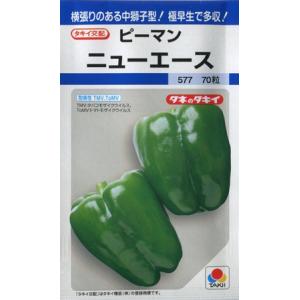 【ピーマン】ニューエース【タキイ種苗】（60粒）野菜種/タキイ交配[春まき]DF