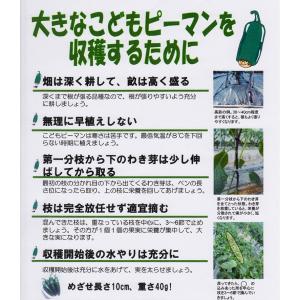 【こどもピーマン】ピー太郎【タキイ交配】(27...の詳細画像2