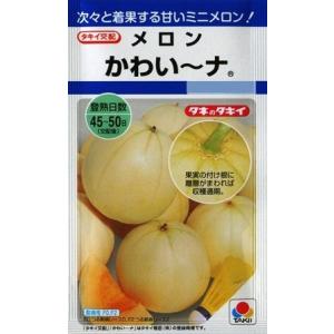 【ミニメロン】かわい〜ナ【タキイ交配】（8粒）野菜種[春まき]DF