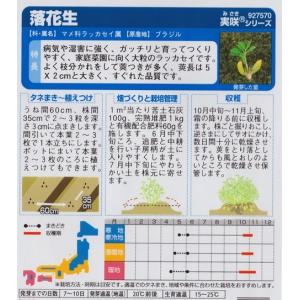 【ピーナッツ】落花生(ラッカセイ)【サカタのタ...の詳細画像1