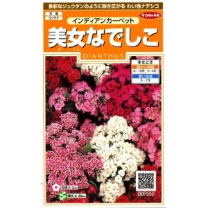 【ナデシコ】美女なでしこ（インディアンカーペット）【サカタのタネ】（0.5ml）【耐寒性1年草】[秋...