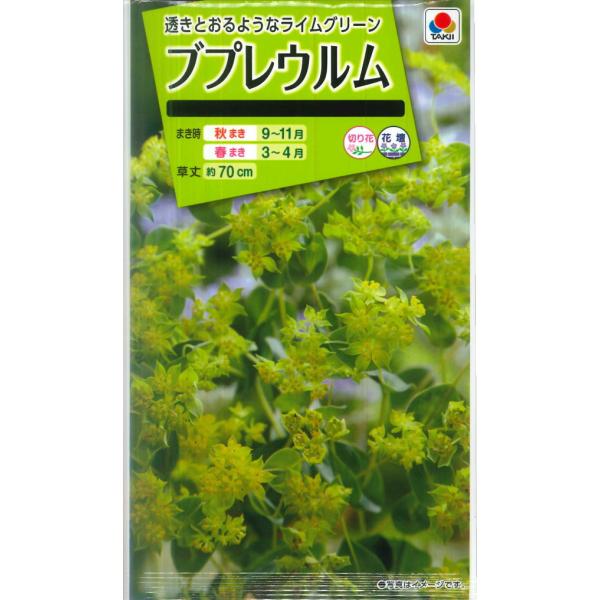 【ブプレウルム】【タキイ種苗】（0.5ml）[秋まき]