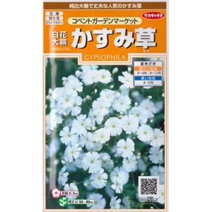 【白花大輪かすみ草】コベントガーデンマーケット【サカタのタネ】（0.5ml）【耐寒性1年草】[春まき...