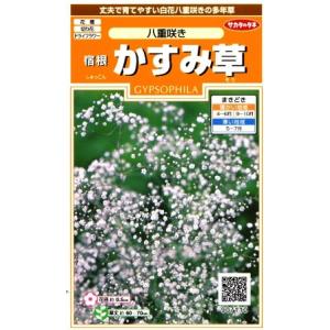 【宿根かすみ草】八重咲き【サカタのタネ】（0.2ml）【多年草】[春まき][秋まき]907110