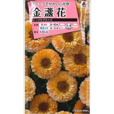 【金盞花】ピンクサプライズ【タキイ種苗】（3ml）カレンジュラ/キンセンカ【耐寒性一年草】[秋まき]
