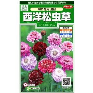 切り花用混合（スカビオーサ）（3ml）スカビオサ[春まき][秋まき]906471