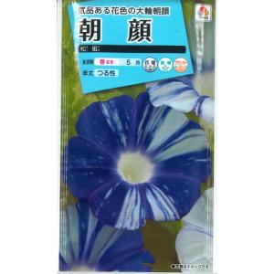 【朝顔】松風 【タキイ種苗】（1ml）アサガオ