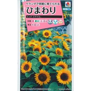 【超ミニひまわり】ビッグスマイル【タキイ種苗】（2.5ml）【極早生】[春まき][夏まき]ヒマワリの種FHM313｜Hana Uta 米沢園芸 Yahoo!店