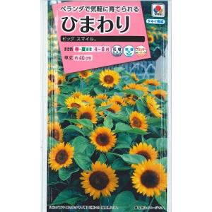 【超ミニひまわり】ビッグスマイル【タキイ種苗】（2.5ml）【極早生】[春まき][夏まき]ヒマワリの...