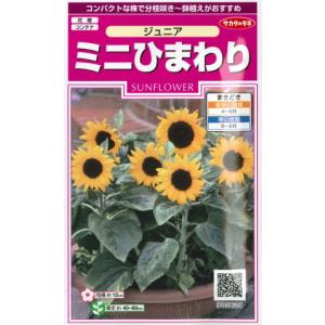 ひまわり 花種子 東北八重ひまわり トーホクのタネ : Gardener s Shop Ivy