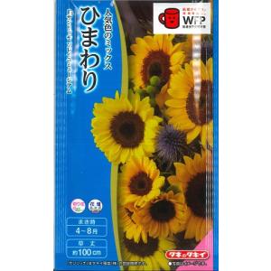 サカタのタネ（サカタノタネ） 【超ミニひまわり】ビッグスマイル