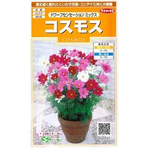 【コスモスの種】ドワーフセンセーションミックス【サカタのタネ】（2ml）907184｜Hana Uta 米沢園芸 Yahoo!店