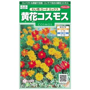 【黄花コスモスの種】わい性ロードミックス【サカタのタネ】（3ml）[春まき]906362