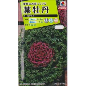【葉牡丹の種】F１ 紅かもめ【タキイ交配】（0.5ml）ハボタン [夏まき]