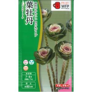 タキイ 葉牡丹 種 花 ガーデニング の商品一覧 通販 Yahoo ショッピング