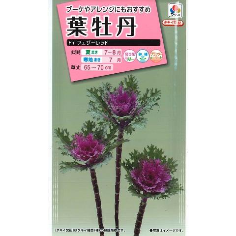 【葉牡丹の種】F１フェザーレッド【タキイ交配】（40粒）ハボタン/タキイ種苗[夏まき]FHB702