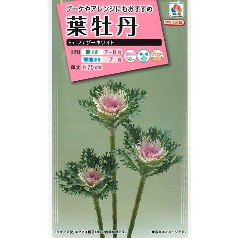 【葉牡丹の種】F１フェザーホワイト【タキイ交配】（40粒）ハボタン/タキイ種苗[夏まき]FHB703