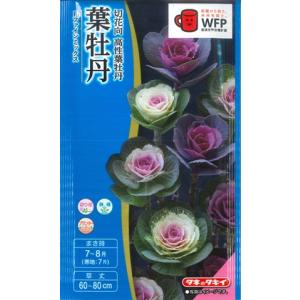 【葉牡丹の種】F１ ファインミックス【タキイ交配】（0.5ml）ハボタン[夏まき]