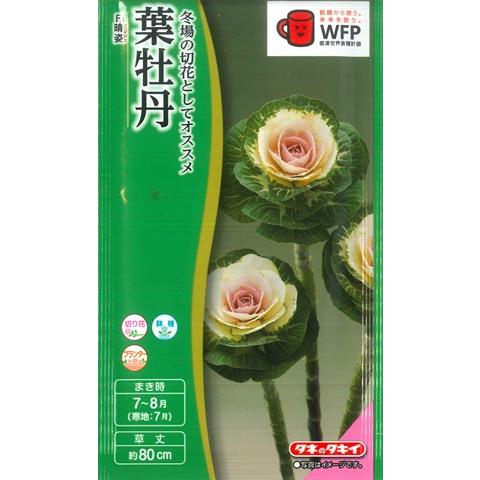 【葉牡丹の種】F１ 晴姿(はれすがた)【タキイ交配】（0.5ml）ハボタン[夏まき]