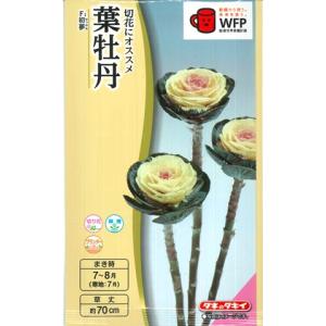 サカタのタネ（サカタノタネ） 【菜の花（景観用花菜）】京都伏見寒咲