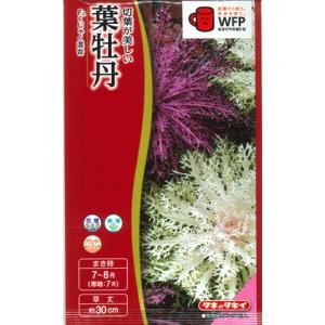【葉牡丹の種】F１ くじゃく混合【タキイ交配】（0.5ml）ハボタン[夏まき]