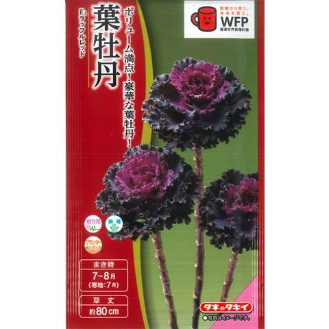 【葉牡丹の種】F１ラッフルレッド【タキイ交配】（30粒）ハボタン/タキイ種苗[夏まき]