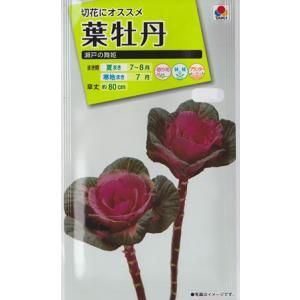 葉牡丹 種の商品一覧 通販 Yahoo ショッピング