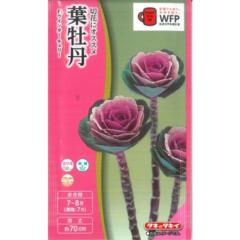 【葉牡丹の種】　F１ウィンターチェリー【タキイ交配】（0.5ml）ハボタン[夏まき]