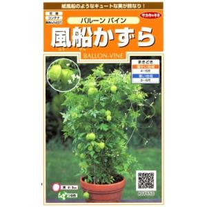 花種子 ふうせんかずら トーホクのタネ : Gardener s Shop Ivy - 通販