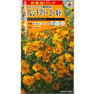 【フレンチマリーゴールド】グランドコントロール【タキイ種苗】（20ml）【春まき一年草】FKJA00