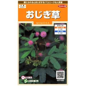 【おじぎ草】【サカタのタネ】（0.2ml）【春まき一年草】907065｜Hana Uta 米沢園芸 Yahoo!店