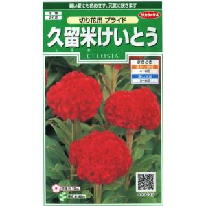 【久留米けいとう】切り花用プライド【サカタのタネ】（0.2ml）【春まき一年草】[春まき]906335