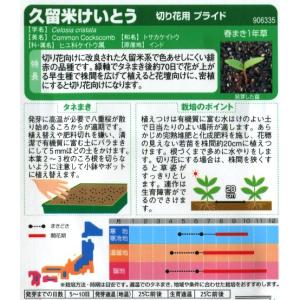 【久留米けいとう】切り花用プライド【サカタのタ...の詳細画像1